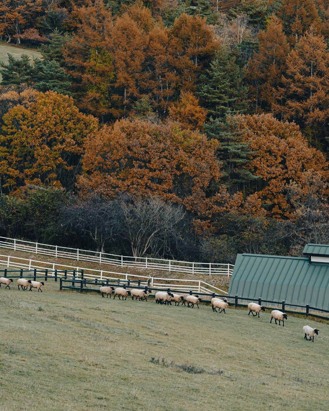 国分真央のインスタグラム：「. 山梨も紅葉深まってます🐏...🍂 昨日は清里〜八ヶ岳コースでした◯ ⁡ (小さい頃、清里は長野県だと思っていた🤤笑) ⁡ 飼育員さんがいないのに、 一列になってお家？にご帰宅中の ひつじさん可愛かったです😉」