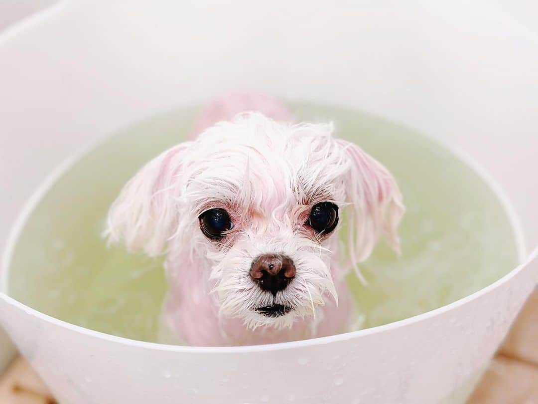 のインスタグラム：「✂︎ 탄산스파🛁🩵」