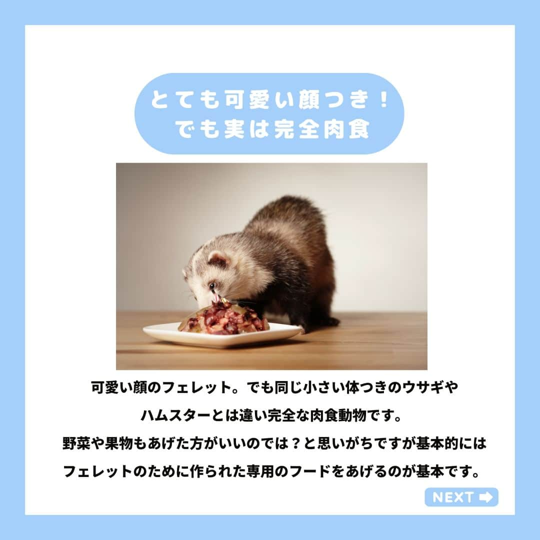 PET'S ALL RIGHT 【公式】さんのインスタグラム写真 - (PET'S ALL RIGHT 【公式】Instagram)「@pets_all_right👈他の投稿はこちらから！  ＜フェレットは何を食べるの？＞  本日はこちらのテーマ🌟  イタチの仲間でもあるフェレットは、犬や猫はもちろんウサギやハムスターなどの他の小動物とは全く違う食事選びのポイントがあります。  初めてフェレットと暮らす飼い主さんも、既に一緒に暮らしている飼い主さんも是非チェックしてみてくださいね！  ---  💎自己紹介  ⭐️ペットとの生活における豆知識 ⭐️私、僕たちのわんちゃんねこちゃん ⭐️獣医師、トレーナーによるアドバイス  などをご紹介しています  「この情報役に立つ！」 「私・僕たちのわんちゃんねこちゃんを紹介してほしい！」  と思ったそこのあなた！！  いいね・コメント・保存・フォローお待ちしております🔥  他にもいろいろ役立つ情報やかわいいわんちゃんねこちゃんを ご紹介しているので、プロフィールからチェックしてみてね！！  @pets_all_right  姉妹アカウントWan!Passでは ワンちゃんとのお出かけ・旅行情報を発信中🚗³₃ @wanpass2022  ---  #ペッツオーライ #wanpass #ワンパス #フェレット #フェレットのいる生活 #フェレット大好き #フェレット部 #フェレット好きと繋がりたい #フェレット愛好家 #フェレット好き #フェレットベビー #フェレット好きな人と繋がりたい #フェレットのいる暮らし #フェレット初心者」10月30日 18時00分 - pets_all_right