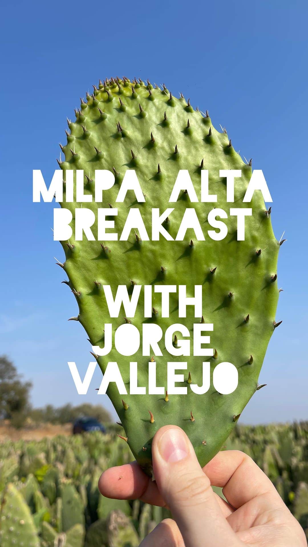 Symmetry Breakfastのインスタグラム：「Milpa Alta produces a fifth of the nopales consumed in Mexico. Earlier this year we went to Mercado De Acopio De Nopal with @jorgevallejo from @rest_quintonil (currently number 9 on Worlds 50 Best restaurants) to find out more how nopales are grown, harvested and consumed. On the farm of @rutadelamilpa they made us tricolour corn tortillas using a technique I’d never seen before, where the masa is scraped across a cloth through a window and we ate tacos of nopales and beef. The cactus plant is incredible, it grows fast in the rich volcanic soils of the region and is often dubbed a superfood for its impressive nutritional values #symmetrybreakfast」