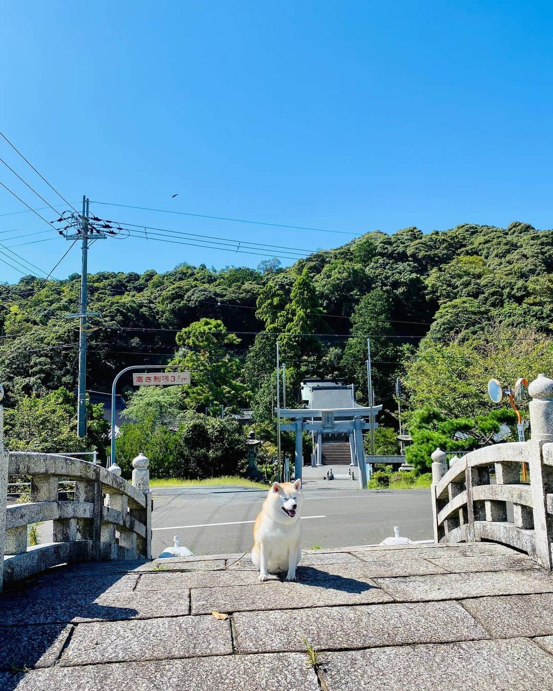 Kazumi-Gakumamaさんのインスタグラム写真 - (Kazumi-GakumamaInstagram)「福井ツアーの途中、なんだか気になる神社があったので立ち寄ると、福井県三方上中郡若狭町にある宇波西神社(うわせじんじゃ)でした⛩️ *  祀られている神様は、鵜草葺不合尊(ウガヤフキアエズノミコト)と伝えられています。 *  母の豊玉姫が海辺で鵜の羽などを草にまぜて産殿の屋根を葺き、それができあがらないうちに安産したのでついた名前のようです。 *  漁猟や安産の守護神として崇敬されているそうです。 手水舎の鵜は、鵜草葺不合尊の名前由来なんですね。 *  鵜草葺不合尊の父親は山幸彦、子供は神武天皇という凄い神様だったのです‼️ *  2015年(平成27年)4月24日「海と都をつなぐ若狭の往来文化遺産群 - 御食国(みけつくに)若狭と鯖街道 - 」の構成文化財として日本遺産に認定されています🇯🇵 🐾----*----*----*----🐾 During my Fukui tour with Gaku, I came across a shrine that caught my attention, so I stopped by and found Uwase Shrine in Wakasa Town, Mikata Kaminaka District, Fukui Prefecture⛩️ *  It is said that the deity enshrined here is Ugayafuki Ezu no Mikoto. *  It is said to be revered as a guardian deity of fishing and safe childbirth. The name of the cormorant in the chozuya comes from the name of Ukusabuki Fugoson. 🐾----*----*----*----🐾 #柴犬 #岳 #柴犬岳 #柴犬ガク#gaku #shibainugaku #shiba #shibainu #shibastagram #いぬすたぐらむ #pecoいぬ部 #pecotv  #dogsofinstagram #ワンフルエンサー  #hermoso #Instagram #weeklyfluff #🐕📷 #dailyfluf #福井県観光連盟 #若狭三方五湖観光協会 #福井県 #福井 #若狭 #鵜 #宇波西神社 #犬旅 #柴犬岳の #20231030」10月30日 18時24分 - shibainu.gaku