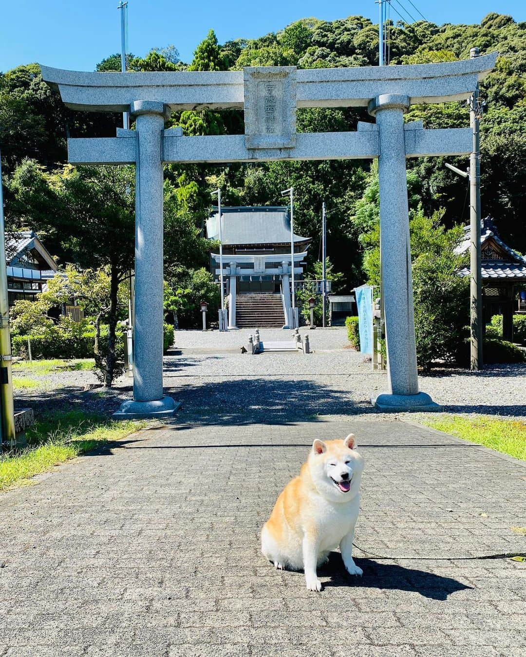 Kazumi-Gakumamaさんのインスタグラム写真 - (Kazumi-GakumamaInstagram)「福井ツアーの途中、なんだか気になる神社があったので立ち寄ると、福井県三方上中郡若狭町にある宇波西神社(うわせじんじゃ)でした⛩️ *  祀られている神様は、鵜草葺不合尊(ウガヤフキアエズノミコト)と伝えられています。 *  母の豊玉姫が海辺で鵜の羽などを草にまぜて産殿の屋根を葺き、それができあがらないうちに安産したのでついた名前のようです。 *  漁猟や安産の守護神として崇敬されているそうです。 手水舎の鵜は、鵜草葺不合尊の名前由来なんですね。 *  鵜草葺不合尊の父親は山幸彦、子供は神武天皇という凄い神様だったのです‼️ *  2015年(平成27年)4月24日「海と都をつなぐ若狭の往来文化遺産群 - 御食国(みけつくに)若狭と鯖街道 - 」の構成文化財として日本遺産に認定されています🇯🇵 🐾----*----*----*----🐾 During my Fukui tour with Gaku, I came across a shrine that caught my attention, so I stopped by and found Uwase Shrine in Wakasa Town, Mikata Kaminaka District, Fukui Prefecture⛩️ *  It is said that the deity enshrined here is Ugayafuki Ezu no Mikoto. *  It is said to be revered as a guardian deity of fishing and safe childbirth. The name of the cormorant in the chozuya comes from the name of Ukusabuki Fugoson. 🐾----*----*----*----🐾 #柴犬 #岳 #柴犬岳 #柴犬ガク#gaku #shibainugaku #shiba #shibainu #shibastagram #いぬすたぐらむ #pecoいぬ部 #pecotv  #dogsofinstagram #ワンフルエンサー  #hermoso #Instagram #weeklyfluff #🐕📷 #dailyfluf #福井県観光連盟 #若狭三方五湖観光協会 #福井県 #福井 #若狭 #鵜 #宇波西神社 #犬旅 #柴犬岳の #20231030」10月30日 18時24分 - shibainu.gaku