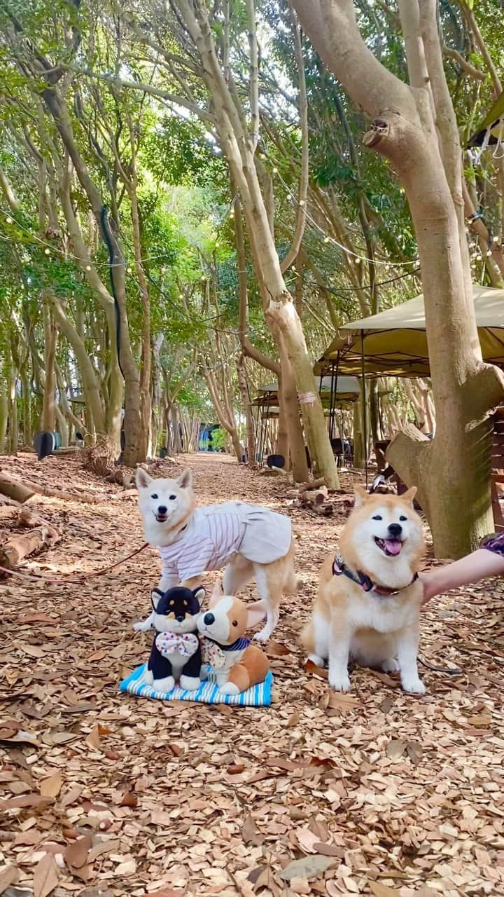 柴犬 けんしろう ゆりあのインスタグラム：「🏖🐶🐶🐶🐶🌳  2023.10.19 ご近所隊で稲毛海浜公園へ🚙💨  まずはsmall planet cafeさんの forest areaで休憩〜☕️  海のすぐ横なのを忘れちゃうくらい おしゃれな森の中の時間を満喫☺️🌳  夕暮れ時に合わせて お散歩しながら桟橋へ✨  写真を撮ったり、桟橋のイスに腰掛けて みんなで夕陽が落ちる時間を楽しみました🥰  夕陽が落ちた後の夕焼けが美しかった✨ お目当てのダイアモンド富士は見れなかったけど また次のチャンスを楽しみにしてます🗻  さて、ご近所隊次の集合は 11/2(木)かぼちゃんイベント @kabosumama ❤️ 18歳のお誕生日を迎えるかぼすちゃんに みんなで会いに行けることが本当にうれしい🥺 ご近所隊でかぼちゃんの聖地あちこちを お散歩させてもらった想い出がいっぱいあります🥰  楓ちゃんと同級生の15歳~16歳の チームかぼすちゃんメンバーに会えることも とっても楽しみにしてます❤️  @sunsetbeachpark #ご近所隊🐶 #稲毛海浜公園 #smallplanetcampandgrill」