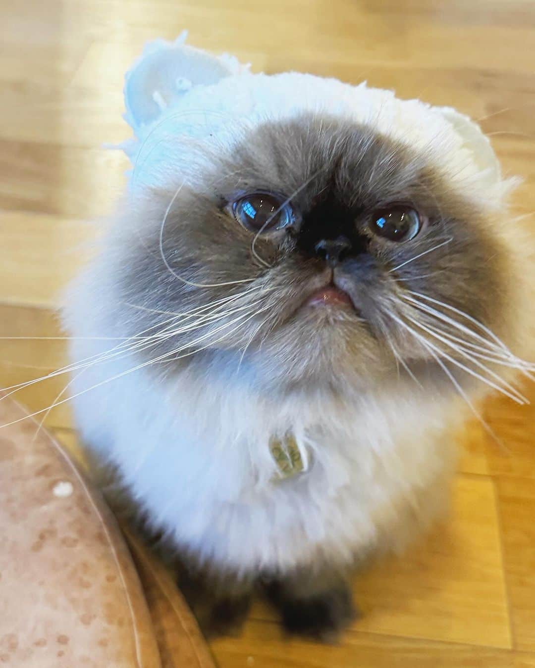 清水桜子さんのインスタグラム写真 - (清水桜子Instagram)「Happy Halloween🎃  2ニャン並んで良い感じに撮りたかったけどうまくいかなかったので、またの機会にね…😚」10月30日 19時00分 - sakuracos