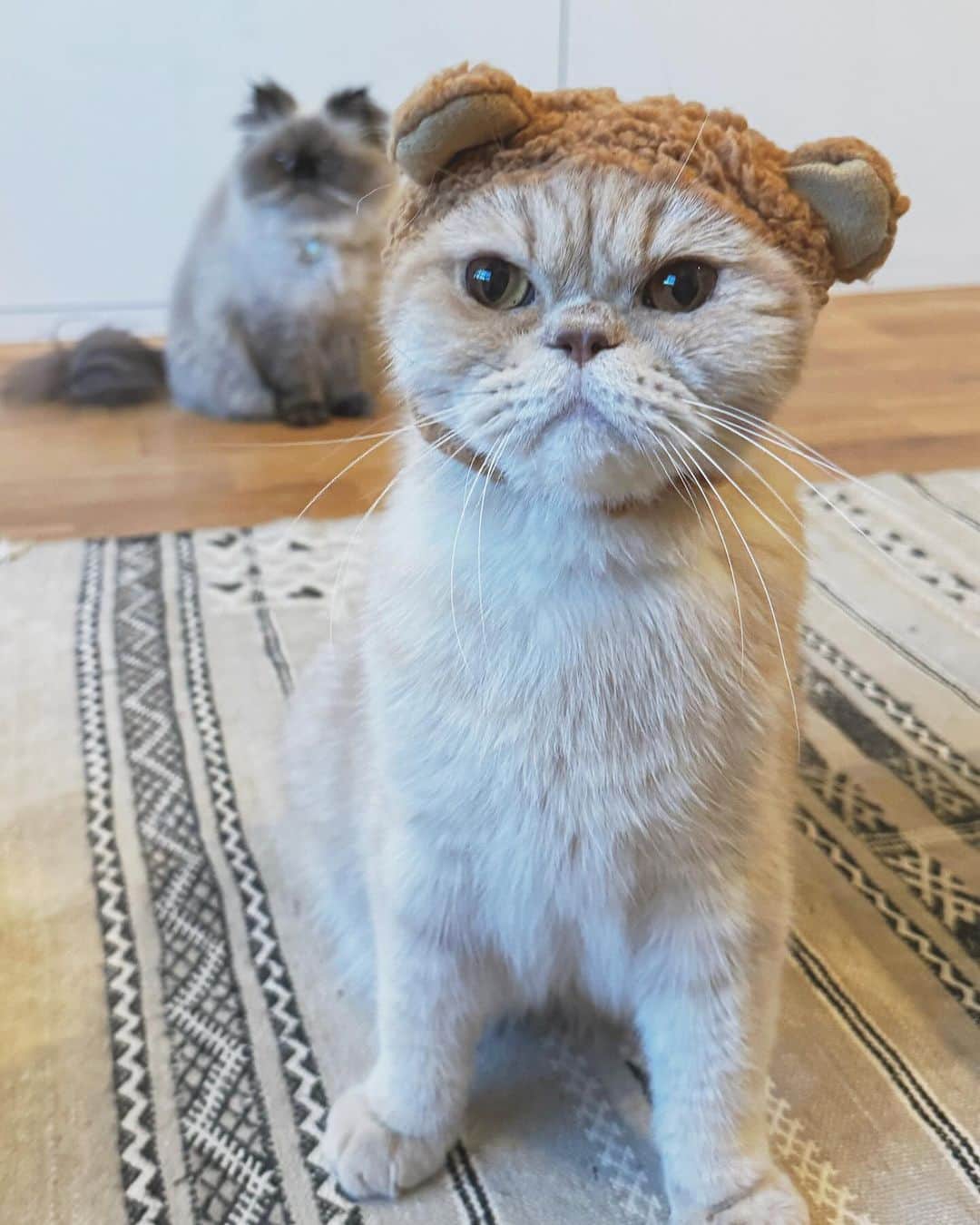 清水桜子さんのインスタグラム写真 - (清水桜子Instagram)「Happy Halloween🎃  2ニャン並んで良い感じに撮りたかったけどうまくいかなかったので、またの機会にね…😚」10月30日 19時00分 - sakuracos