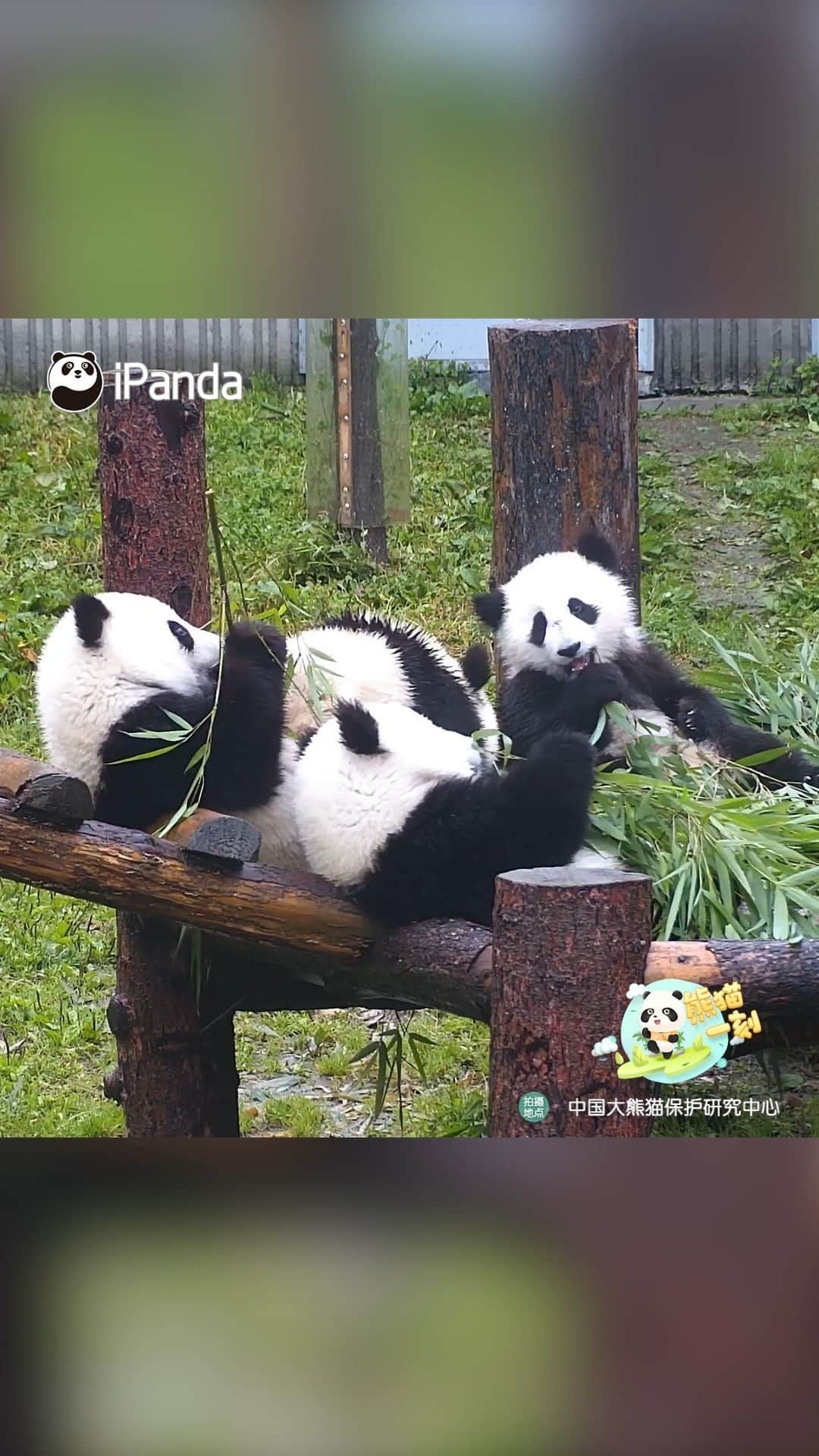 のインスタグラム：「As for an introverted panda, I prefer to eat quietly with all my buddies accompanying me by the side. (Bao Bao/Johnson, Dou Dou/Johnnie, Ai Lian & Su Jin) 🐼 🐼 🐼 #Panda #iPanda #Cute #HiPanda #PandaMoment #CCRCGP   For more panda information, please check out: https://en.ipanda.com」