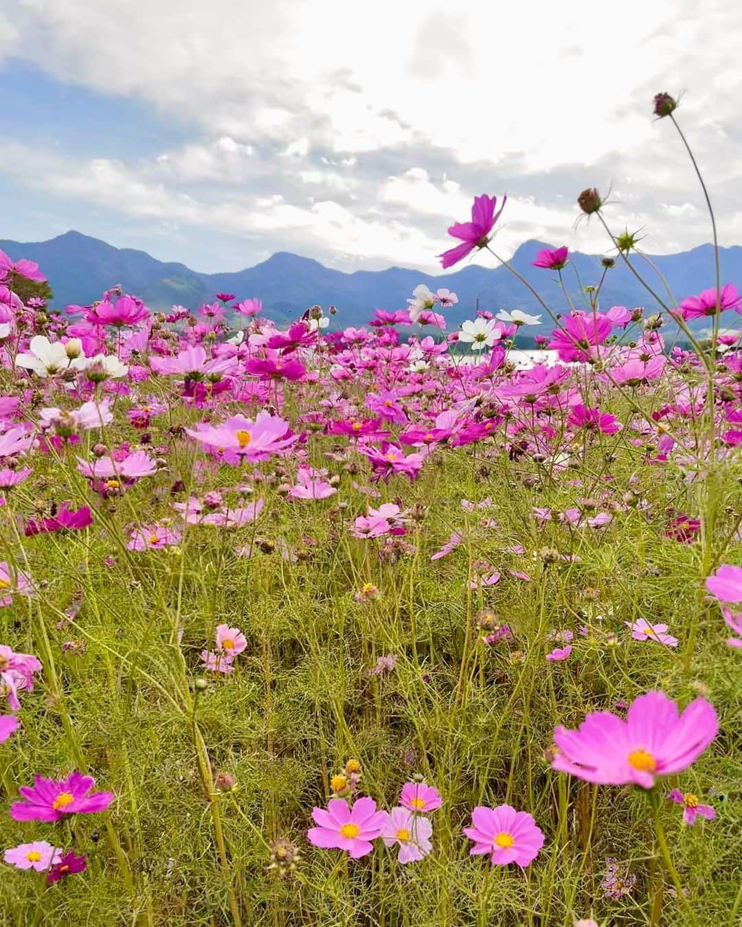 小坂温子さんのインスタグラム写真 - (小坂温子Instagram)「秋桜🌸綺麗でした😌✨ 黒糖きなこのジェラートも美味しかった🤤🍨 熊本の良い場所また見つけた👏 お母さんナイスぅ〜👍 #母娘旅行  #ありがとう  #良い景色 #素敵な場所  #目の保養 #お花畑  #秋桜 #秋桜畑  #コスモス #ジェラート  #黒糖きなこ  #道の駅 #あそぼうの郷くぎの  #ドライブデート」10月30日 19時01分 - kosaka_atsuko