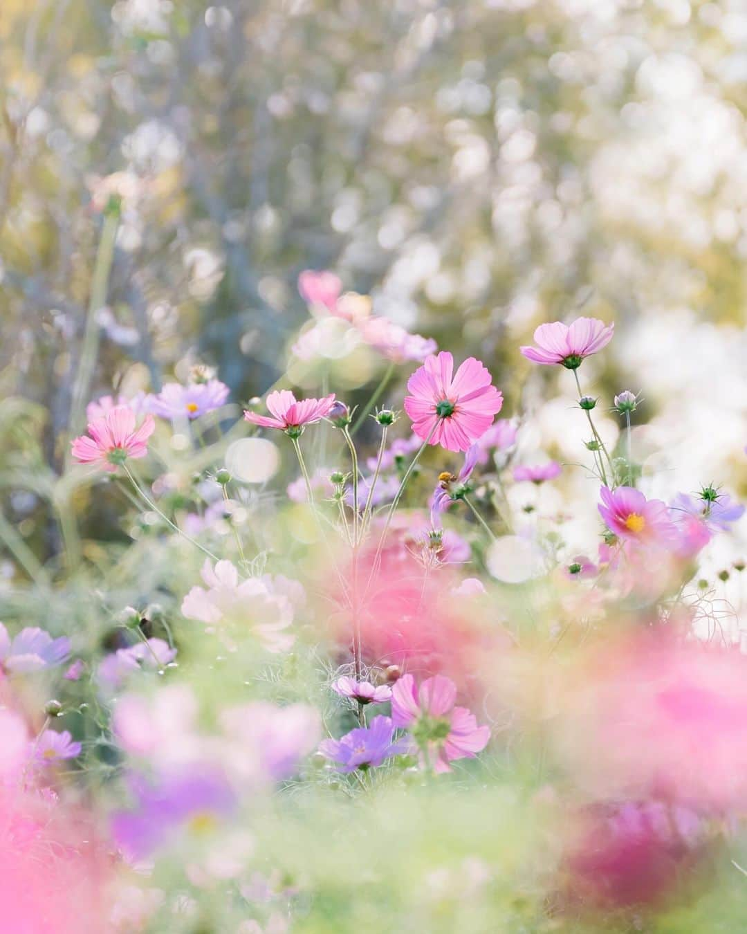 fuka_09さんのインスタグラム写真 - (fuka_09Instagram)「⁡ 花のワルツ ⁡ ⁡ ⁡ #Nikoncreators #Z7ii NIKKOR Z 24-70mm f/2.8 S」10月30日 19時18分 - fuka_09