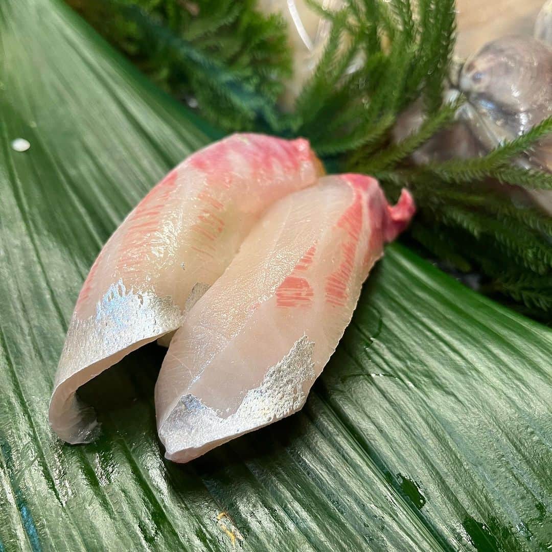 もみじ真魚さんのインスタグラム写真 - (もみじ真魚Instagram)「『#1662/「Shima-Aji(horse mackerel) Sushi」』  もみじ真魚/MaoMomiji 2023年10月30日 19:20  “When you get down to it, horse mackerel is on par with yellowtail.” This is the third installment of the sushi series, and I feel like I can draw it forever. The appeal of sushi is only increasing with each passing year, and I want to continue working hard so that I can continue to enjoy delicious sushi! I'll do my best! !  「味も突き詰めるとハマチと並びます。」 寿司シリーズ第三弾です、なんだか永遠に描いてられますね。年を追うごとに寿司の魅力は増すばかりです、これからも美味しいお寿司がら食べられるようにお仕事を精進したいです！頑張るぞー！！  #日刊ごはんが好き #foodie #foodieart #dailyilovefood  #毎日更新 #foodillustration #fooddrawing #もみじ真魚 #maomomiji #飯テロ #美食 #寿司 #sushi」10月30日 19時23分 - maomomiji