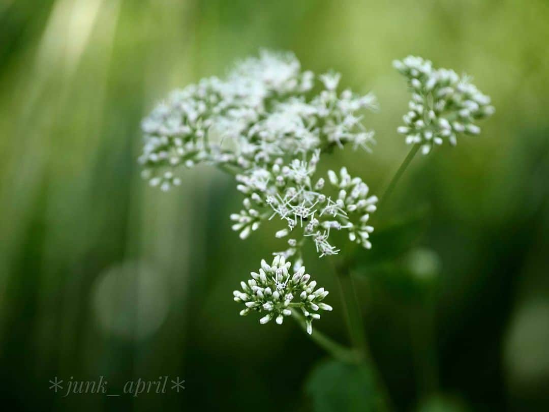 花の写真館のインスタグラム：「Photo by @junk_april. https://instagram.com/junk_april/ . Original Post[投稿いただいたURL] https://www.instagram.com/p/Cx-QLHiP-NC/ . 本アカウントは、 #私の花の写真 をつけてInstagramに投稿された皆さまの花の写真や、「花の写真館」Facebookページで投稿された花の写真を紹介します。 「花の写真館」Facebookページは、「 @floral.photograph 」のプロフィールにあるURLからご覧ください。 . ※各種法令、マナー、関係者の指示に従った撮影をお願いします。 *Please ensure that your photography adheres to all relevant laws, etiquette, and instructions issued by authorized persons. ※本アカウントは東京カメラ部がFacebook、Instagramのサービスを利用して運営しているもので、Meta社・Instagramとは一切関係ありません。 . #花の写真館 #floralphotograph #floralphoto #flower #flowers Follow: @floral.photograph」