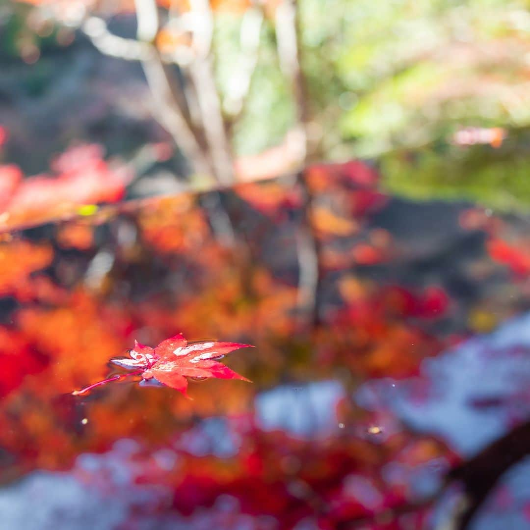 ことりっぷさんのインスタグラム写真 - (ことりっぷInstagram)「京都の「嵐山 祐斎亭」で、紅葉が織りなすアートのような景色を  京都・嵐山にある「嵐山 祐斎亭」は、元は川端康成も滞在した料理旅館で、いまは染色作家・奥田祐斎さんの染色アートギャラリーです。  まるい窓が並ぶ「まる窓の部屋」は、机に景色が映り込むリフレクションが美しく、秋は色づく紅葉がまるでアートのよう。  水盤に波紋を作って、ゆらめく風景を楽しむ「水鏡」など、嵐山の自然と愉快に遊べる仕掛けがたっぷりですよ。 紅葉シーズンは予約をして訪れてくださいね。 ----- #嵐山祐斎亭 @arashiyama_yusai  -----  発売中のことりっぷMagazine秋号のテーマは「かわいい城下町さんぽ」。 連載「京都よりみちこみち」では、紅葉が美しい桂川～竹林の道を紹介しています。 @cotrip_official  #ことりっぷ #ことりっぷマガジン #京都 #嵐山 #嵯峨野 #祐斎亭 #京都の紅葉 #リフレクション #cotrip #kyoto #arashiyama #yusaitei #visitjapan」10月30日 19時40分 - cotrip_official