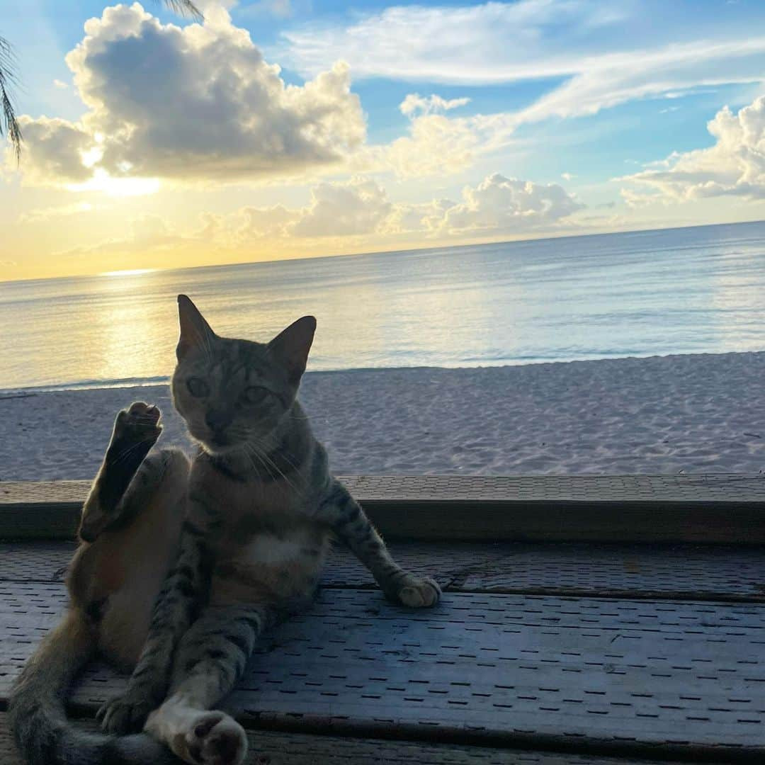 長江愛美さんのインスタグラム写真 - (長江愛美Instagram)「🇬🇺🌅  sunset dinner🏝️🌙🍽️  @beachbarguam  最高のロケーションで、sunsetを見ながらのディナー🌅  本当に美しすぎて、ため息😮‍💨♡  いつまででも見ていたい気持ちだった🥹💙  テーブルの下に猫ちゃんが来て、人懐っこく、ずっと足元にいてくれてとても癒された🐈  たっくさん写真撮りましたよ🤳🏝️  #dusitthaniguam  #デュシタニグアム #デュシタニグアムリゾート  #グアム旅行  #グアム旅 #guamtrip  #sunset #グアムグルメ  #グアム観光  #サンセットディナー #マジックアワー」10月30日 19時49分 - manamin.512