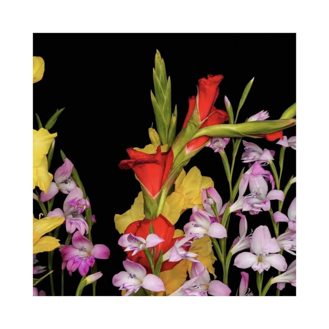 planticaのインスタグラム：「Hills Series | Exotic . . 様々な花が一挙に咲き誇るHillsシリーズは、planticaの花柄の中では珍しい静物画的な一枚絵の図案です。総柄のパターンとはまた違った大胆な構図で花々を配置できるシリーズです。  ------------------------------------ Floral Pattern Collection by plantica プランティカ花柄図案集  #plantica #プランティカ  ------------------------------------  #花柄 #フラワープリント #autumn #autumnvibes #floralpattern #flowerdesign  #botanicaldesign #flowerart #プランティカ花柄図案集」