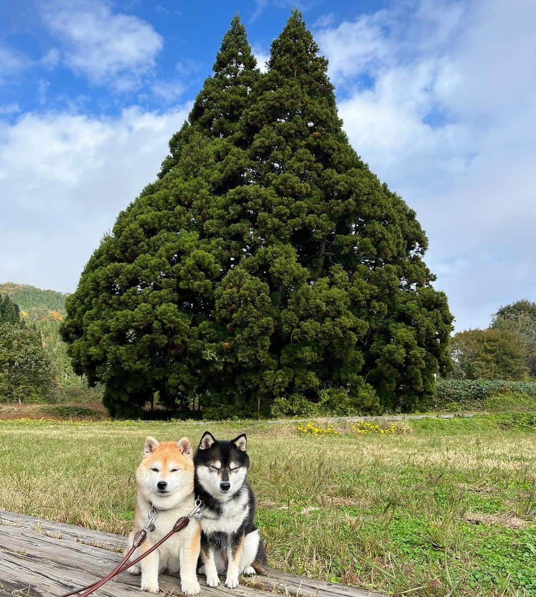 豆柴なつ&ふゆのインスタグラム：「Totoro tree🌲 山形・トトロの木🌲  カイヌシは冷やしラーメン😋  #東北旅行 #山形 #yamagata  #トトロの木 #トトロ #冷やしラーメン    #trip  #犬連れ旅行　#旅行 #ワンコと旅行 #犬と旅行  #犬のいる暮らし  #しばいぬ #シバフル #わんダフォ #shibamania  #shiba_snap  #instashiba#cutedogs  #柴犬#shiba #shibainu #shibastagram #pecoいぬ部 #shibainumag_feature #dogoftheday  #🐕📷 #theshibasociety」