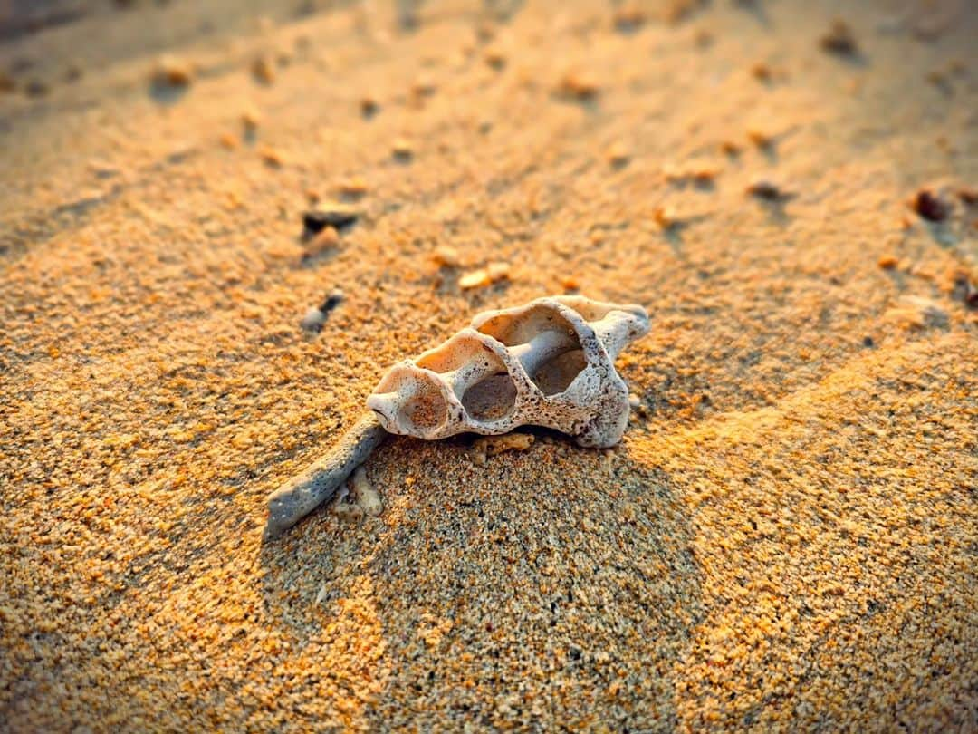 Shihoのインスタグラム：「Art of nature  #shell #beach #sea #artofnature #sunset #貝殻 #海 #singerslife」