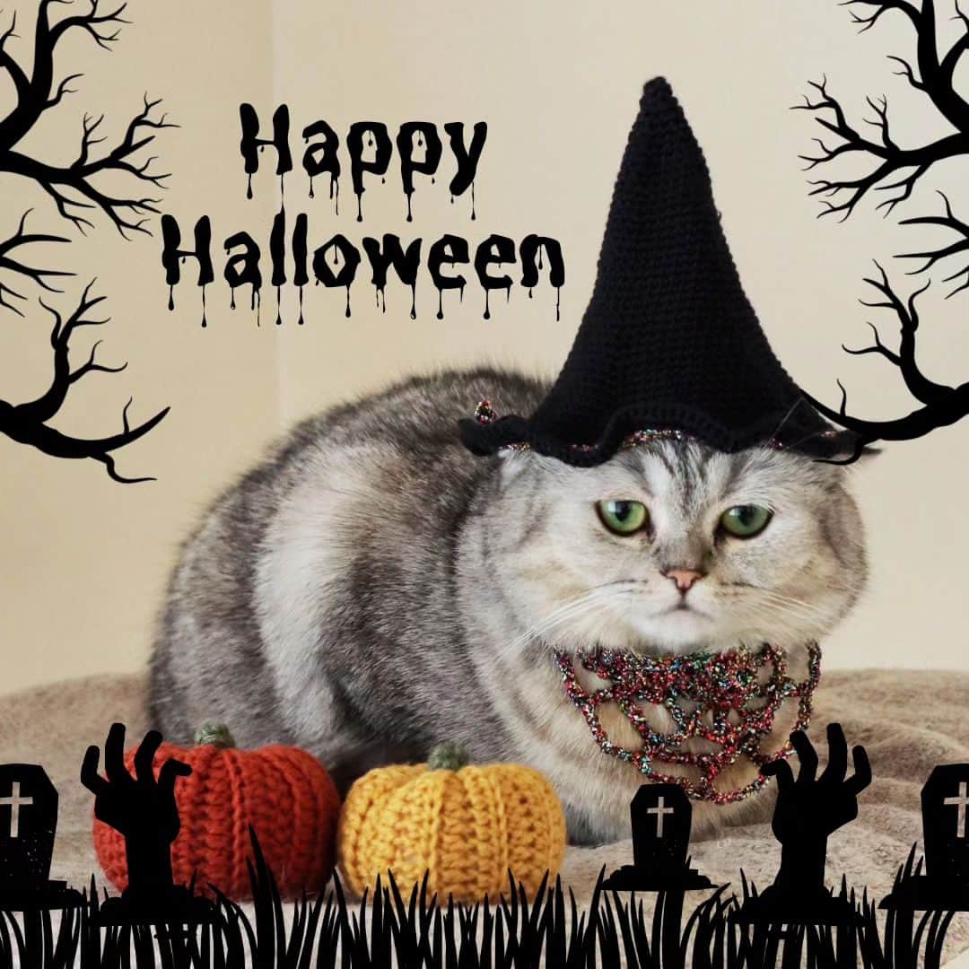 寅次郎（とらちゃん）さんのインスタグラム写真 - (寅次郎（とらちゃん）Instagram)「Happy Halloween🎃🦇🕸  今年のハロウィンは小梅に任せたにゃ😸  #ハロウィン #ハロウィンコーデ #halloween #寅コレ  #ミヌエット #猫のいる暮らし  #meowd」10月30日 20時26分 - torachanthecat