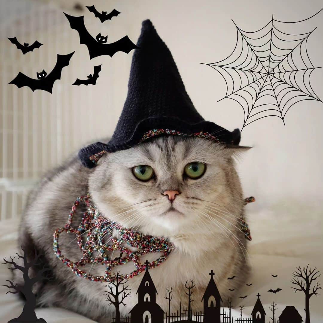 寅次郎（とらちゃん）さんのインスタグラム写真 - (寅次郎（とらちゃん）Instagram)「Happy Halloween🎃🦇🕸  今年のハロウィンは小梅に任せたにゃ😸  #ハロウィン #ハロウィンコーデ #halloween #寅コレ  #ミヌエット #猫のいる暮らし  #meowd」10月30日 20時26分 - torachanthecat