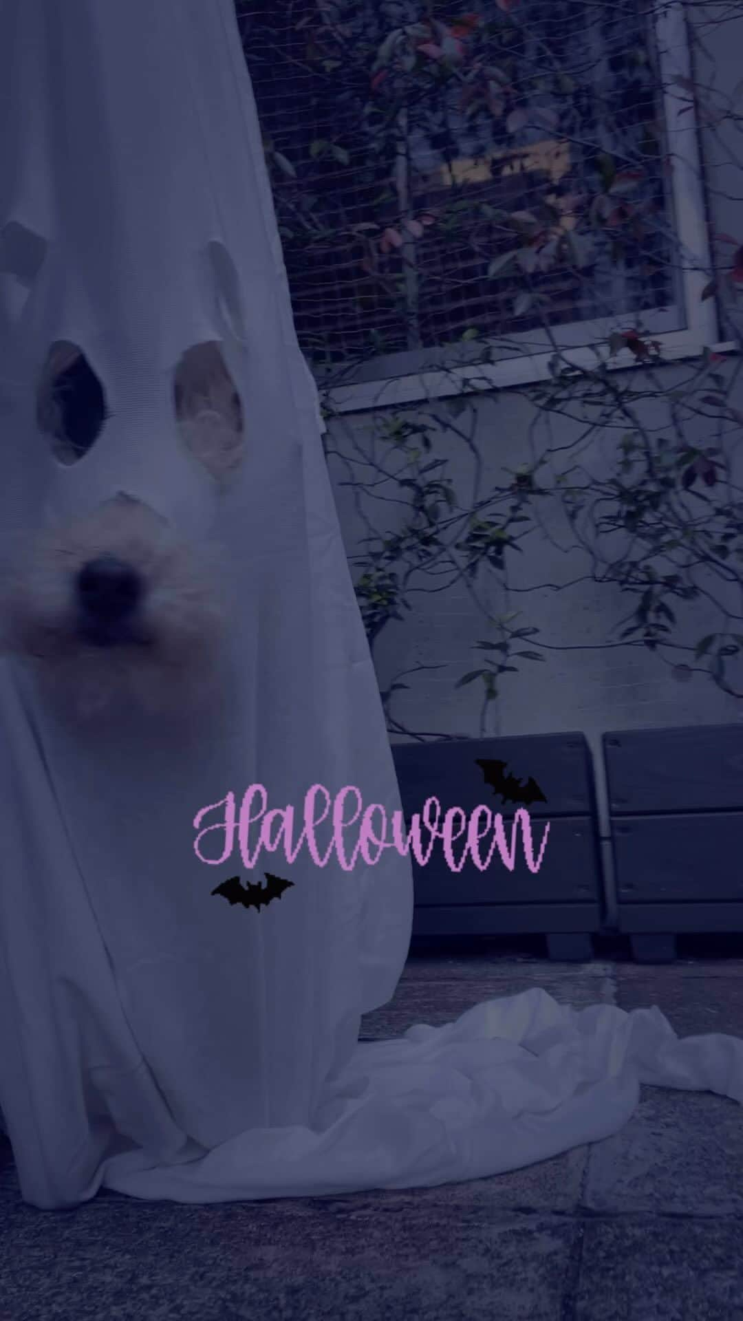 Maruのインスタグラム：「👻 シーツのオバケになってから 6年目ですが、 今年はヤッツケハロウィン感満々？ いやいや なかなかの出来かと！笑   #HappyHalloween  #ハロウィン🎃」