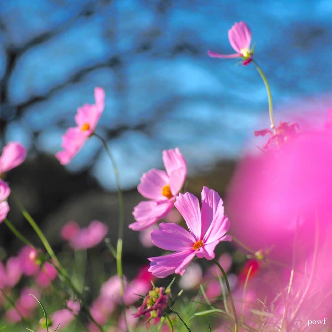 anemone_69さんのインスタグラム写真 - (anemone_69Instagram)「. . #コスモス #秋桜 . . .」10月30日 21時00分 - powf