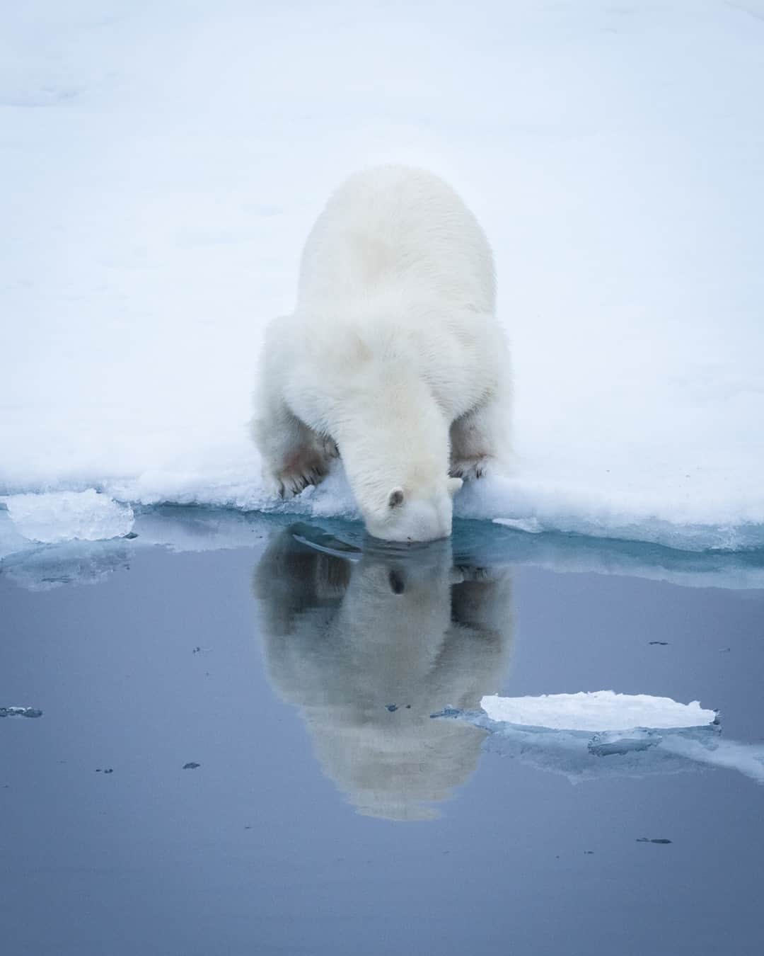 ナショナルジオグラフィックのインスタグラム：「Photo by @acacia.johnson | A young polar bear peers beneath the sea ice near Spitsbergen, in Norway's Svalbard archipelago. These marine mammals are capable of swimming long distances and depend on sea ice to hunt for food. This young bear appeared to be playing with the skin of a seal it had recently eaten, tossing it into the water then swimming down to bring it back to the surface. Follow me at @acacia.johnson for more stories from the Arctic and beyond.」