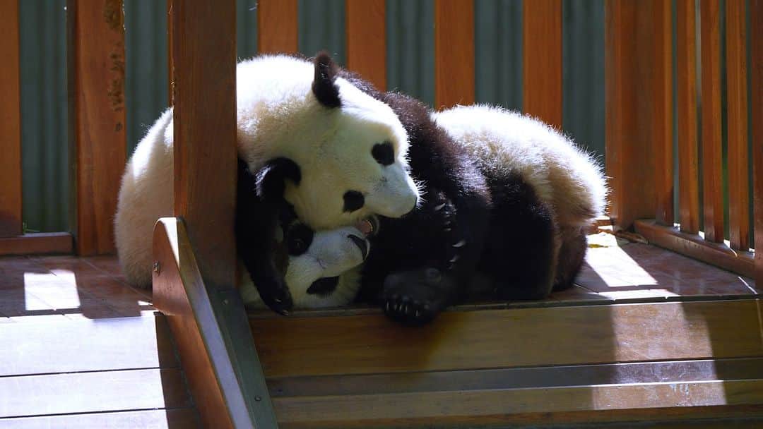 のインスタグラム：「Panda insists on sticking together with you, you have no right to reject. (Ying Hua’s cubs) 🐼 🐼 🐼 #Panda #iPanda #Cute #HiPanda #CCRCGP   For more panda information, please check out: https://en.ipanda.com」