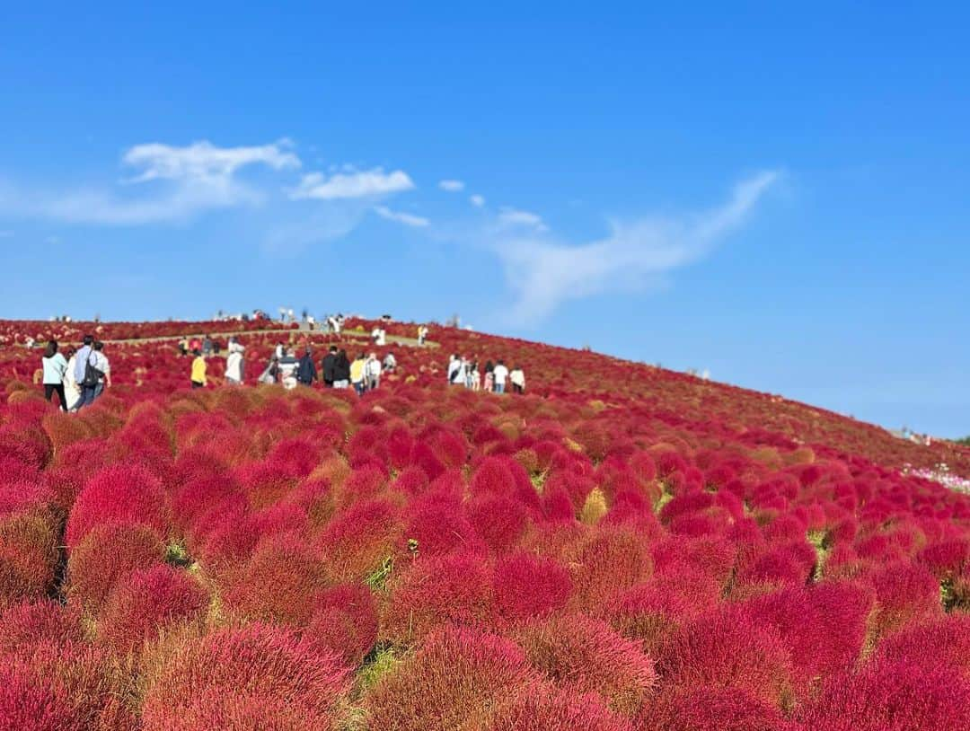 植手桃子さんのインスタグラム写真 - (植手桃子Instagram)「・ 茨城県に行った際に、前から行きたかったひたち海浜公園にコキアを見にいってきました！ モフモフの赤いコキアとっても綺麗でかわいかったです❤️  今週は、明治安田レディスオープンゴルフトーナメントに出場します🏌️‍♀️」10月30日 21時02分 - mmk_9910