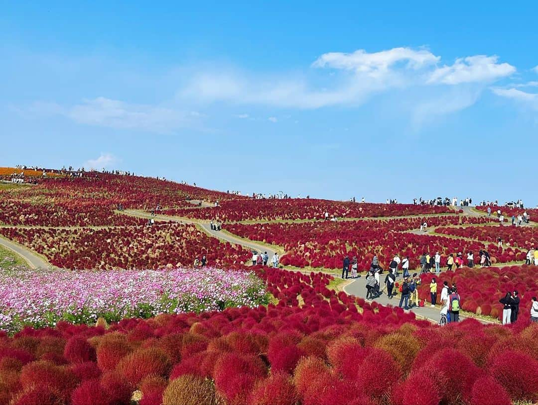 植手桃子さんのインスタグラム写真 - (植手桃子Instagram)「・ 茨城県に行った際に、前から行きたかったひたち海浜公園にコキアを見にいってきました！ モフモフの赤いコキアとっても綺麗でかわいかったです❤️  今週は、明治安田レディスオープンゴルフトーナメントに出場します🏌️‍♀️」10月30日 21時02分 - mmk_9910