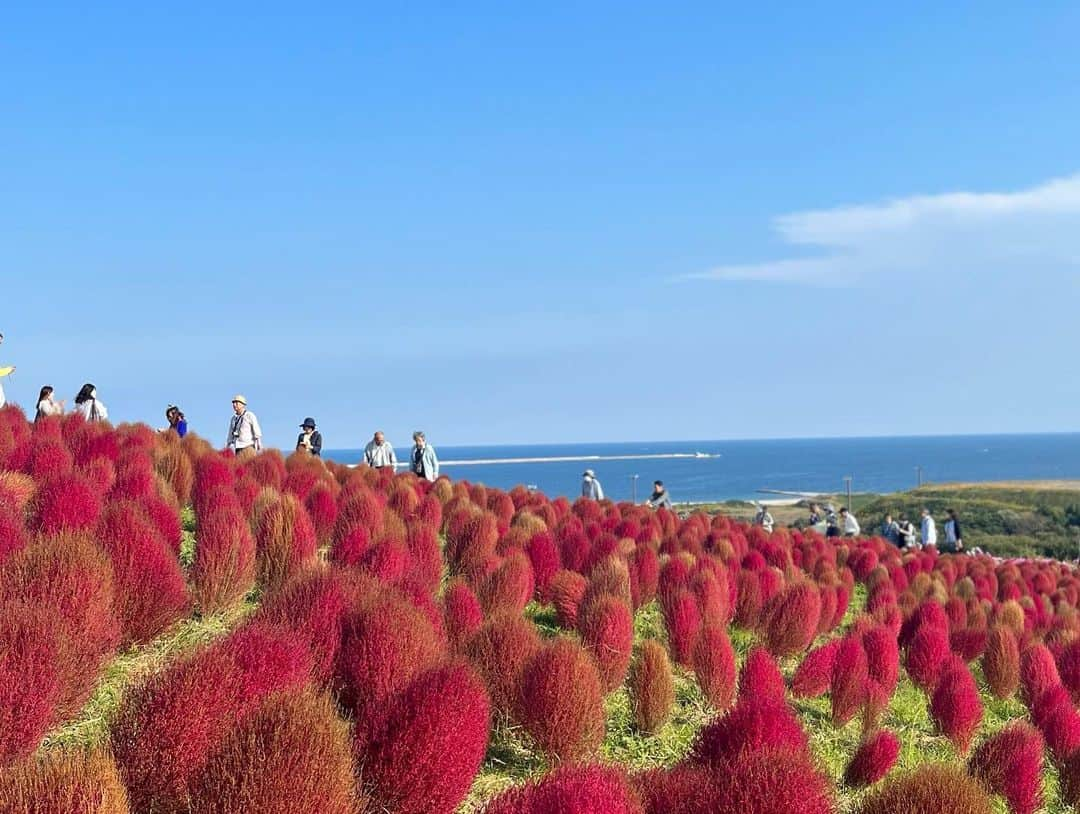 植手桃子さんのインスタグラム写真 - (植手桃子Instagram)「・ 茨城県に行った際に、前から行きたかったひたち海浜公園にコキアを見にいってきました！ モフモフの赤いコキアとっても綺麗でかわいかったです❤️  今週は、明治安田レディスオープンゴルフトーナメントに出場します🏌️‍♀️」10月30日 21時02分 - mmk_9910