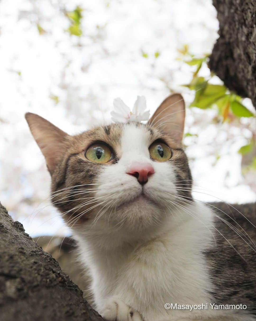 山本正義のインスタグラム：「さくら太郎。  sakura taro  #保護猫」