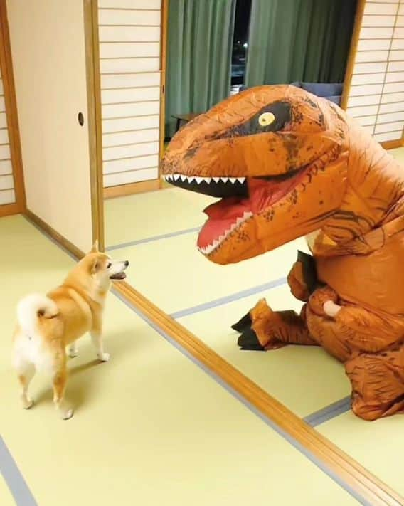 ちゃみさんのインスタグラム写真 - (ちゃみInstagram)「飼い主が仮装してる動画🦖笑 明日はハロウィンなので！ いつかの福井の温泉宿で遊んだ時の♨  ❶🦖をやっつけようとしてる😂 ❷ママなにしてんの？って顔してる笑 ❸🦖のダンスにつき合わされてる😂  今年のハロウィンはチャーミーとトリックアートを見て 写真を撮ったので終了🎃  年々、手抜きハロウィンになってる😙  #柴犬#犬#癒し#愛犬#しばいぬ#ハロウィン#shiba#shibainu#dog」10月30日 21時15分 - shiba_charmy