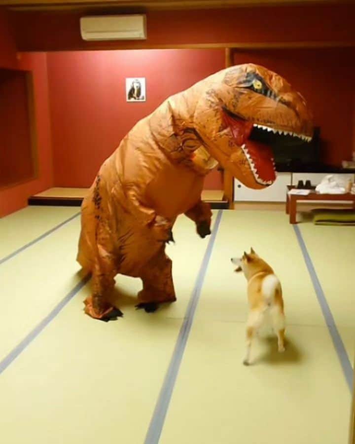 のインスタグラム：「飼い主が仮装してる動画🦖笑 明日はハロウィンなので！ いつかの福井の温泉宿で遊んだ時の♨  ❶🦖をやっつけようとしてる😂 ❷ママなにしてんの？って顔してる笑 ❸🦖のダンスにつき合わされてる😂  今年のハロウィンはチャーミーとトリックアートを見て 写真を撮ったので終了🎃  年々、手抜きハロウィンになってる😙  #柴犬#犬#癒し#愛犬#しばいぬ#ハロウィン#shiba#shibainu#dog」