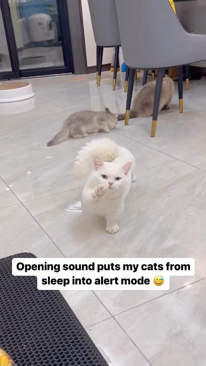 Cute Pets Dogs Catsのインスタグラム：「Opening sound puts my cats from sleep into alert mode 😅  Credit: adorable @汤圆是只喵 | DY ** For all crediting issues and removals pls 𝐄𝐦𝐚𝐢𝐥 𝐮𝐬 ☺️  𝐍𝐨𝐭𝐞: we don’t own this video/pics, all rights go to their respective owners. If owner is not provided, tagged (meaning we couldn’t find who is the owner), 𝐩𝐥𝐬 𝐄𝐦𝐚𝐢𝐥 𝐮𝐬 with 𝐬𝐮𝐛𝐣𝐞𝐜𝐭 “𝐂𝐫𝐞𝐝𝐢𝐭 𝐈𝐬𝐬𝐮𝐞𝐬” and 𝐨𝐰𝐧𝐞𝐫 𝐰𝐢𝐥𝐥 𝐛𝐞 𝐭𝐚𝐠𝐠𝐞𝐝 𝐬𝐡𝐨𝐫𝐭𝐥𝐲 𝐚𝐟𝐭𝐞𝐫.  We have been building this community for over 6 years, but 𝐞𝐯𝐞𝐫𝐲 𝐫𝐞𝐩𝐨𝐫𝐭 𝐜𝐨𝐮𝐥𝐝 𝐠𝐞𝐭 𝐨𝐮𝐫 𝐩𝐚𝐠𝐞 𝐝𝐞𝐥𝐞𝐭𝐞𝐝, pls email us first. **」