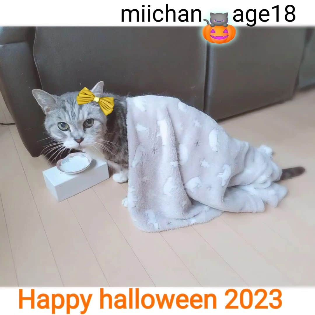 瀬戸マドカのインスタグラム：「Happy halloween🎃2023 😺miichan age18💛 · 最近背中にお布団かぶったまま寝室から出てくるの可愛い💛マントみたい 勇者みたい👑カッコいい#親バカ猫部 · · ミーちゃん専用の布団は、フワッと軽いやつがいいみたい☁🍬🐑 · · #シニア猫18歳 #オフトゥン #ねこすたぐらむ #happyhalloween」