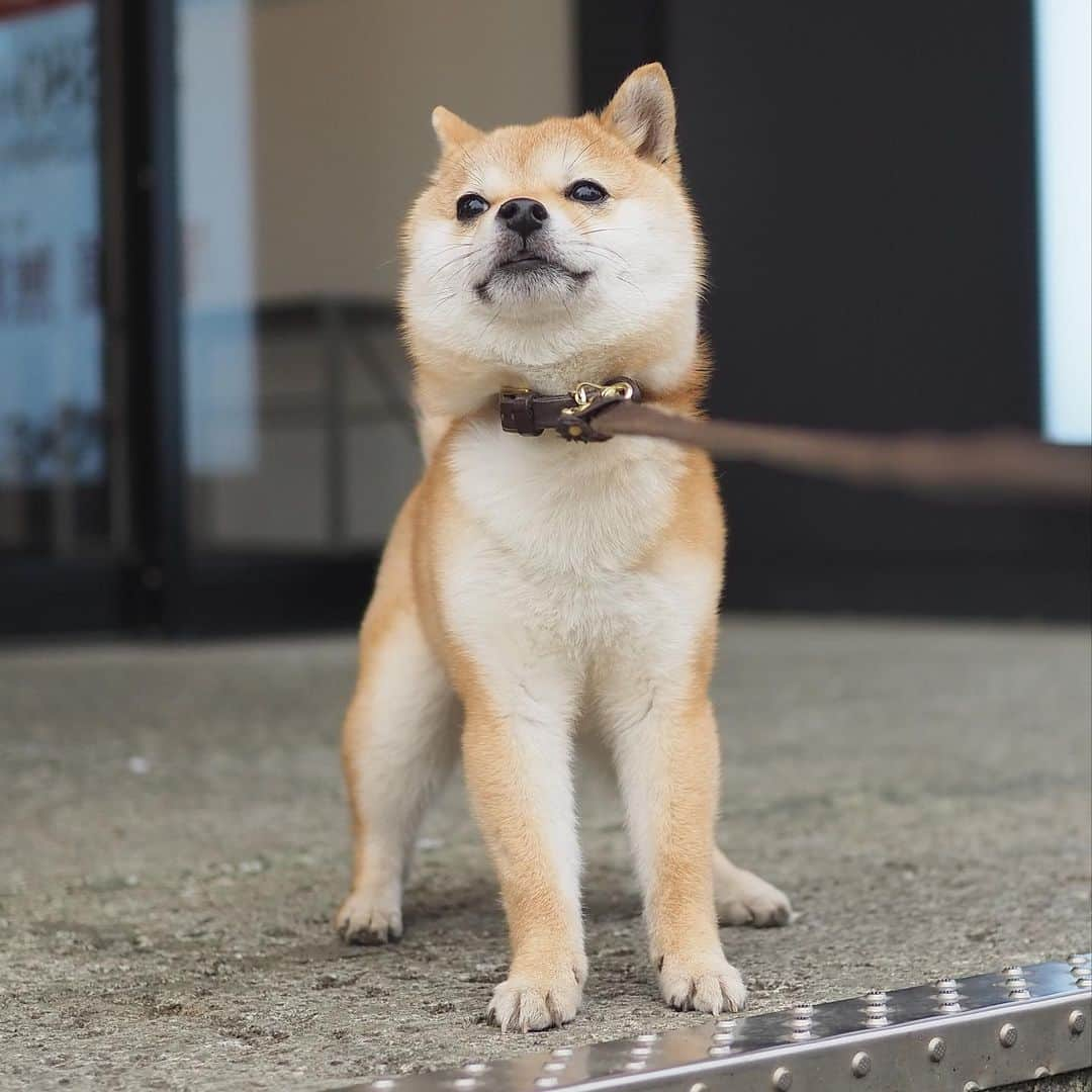 豆柴にこちゃんのインスタグラム