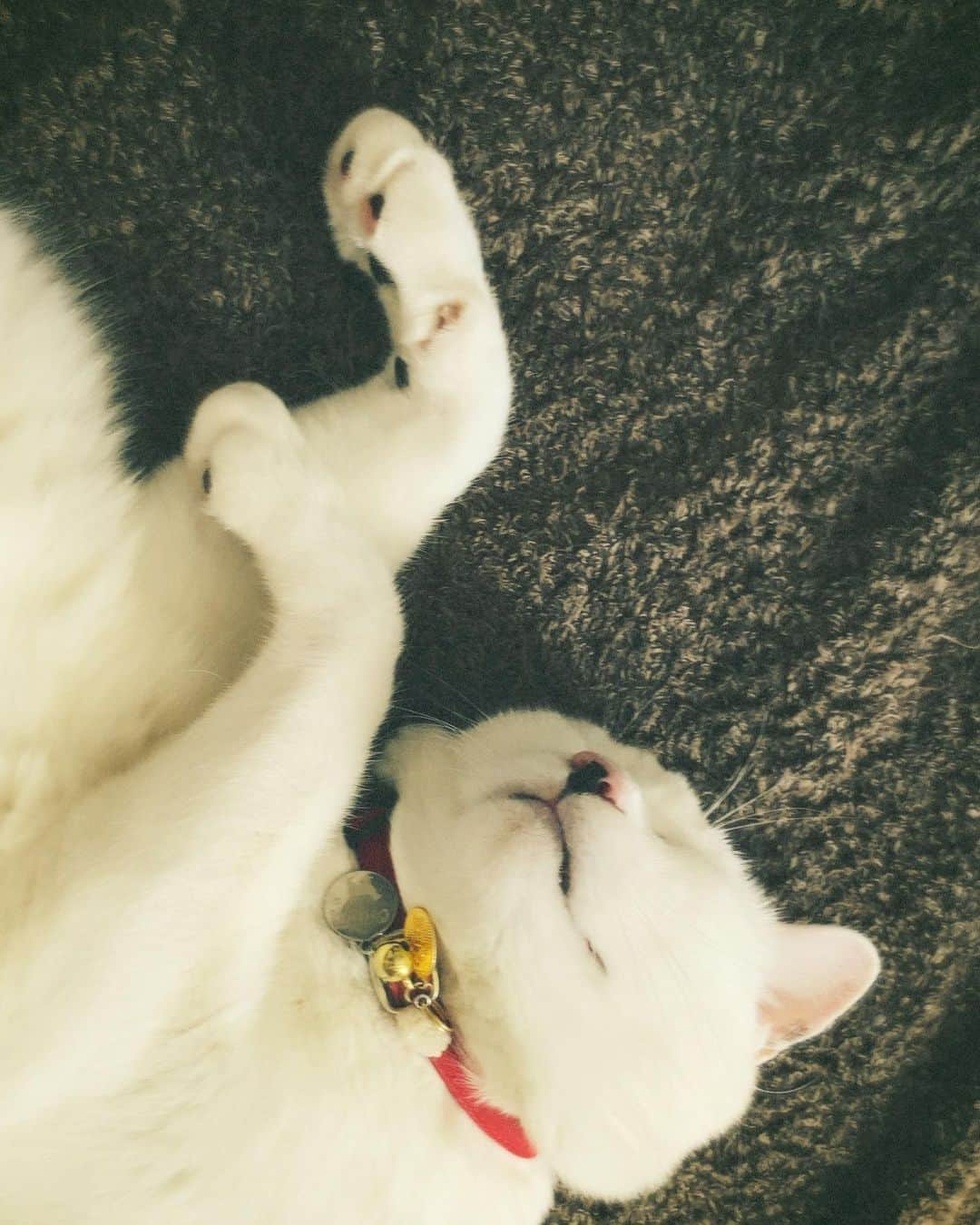 佐藤乃莉のインスタグラム：「問1.  猫Oの手の角度を求めよ。  #問題#天才#猫#love#cat#family#おすし」