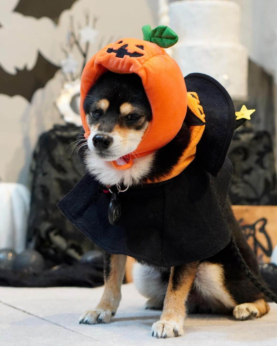 黒豆柴こむぎのインスタグラム：「明日は、ハロウィンだね🧡Happy Halloween🎃👻😈ボクは、全然ハッピーそうじゃないけど🤣Trick or Treat！頑張って苦手な被り物を被ったので、ウマウマいっぱい貰わなきゃ🍖😆2023.10.30  ⭐･*･✩･*･⭐･*･✩･*･⭐･*･✩･*･⭐ ボクのLINE公式アカウントが出来たよ。 ボクとお友だちになって、以下の メッセージを送ってみてね。お返事するよ😘 「こむぎくん」「おはよう」「こんにちは」 「おやすみ」「おしくらまんじゅう」 「変顔して」「こんばんは」「ただいま」 「遊ぼう」「本性見せて」  https://lin.ee/qCJvtxa ハイライト、プロフィールからも飛べます❣️ ⭐･*･✩･*･⭐･*･✩･*･⭐･*･✩･*･⭐  #ハロウィンコスプレ #happyhalloween #黒豆柴こむぎ #黒豆柴 #豆柴 #黒柴 #柴犬 #柴 #まめしば #しばいぬ #しば #mameshiba #kuroshiba #shibainu #shiba #shibalove #shibalovers #shibastagram #shiba_snap #shibasofinstagram #ふわもこ部 #pecoいぬ部 #いぬら部 #proudshibas #thedailyshibainu #ここ柴部 #いぬのきもち #todayswanko #9gagpets #柴スケッチ」