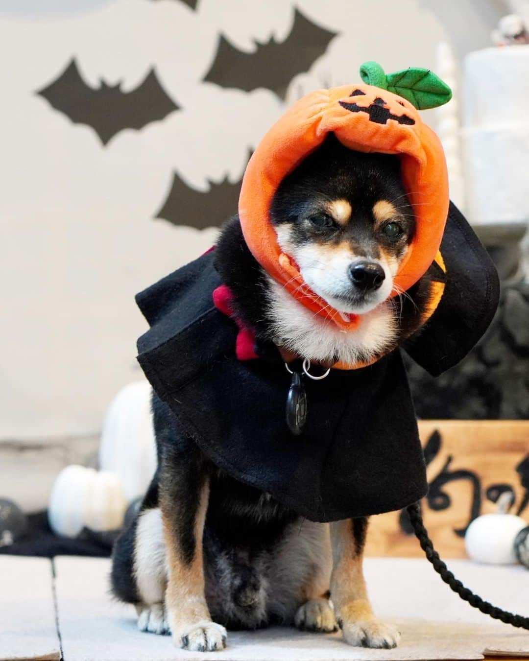 黒豆柴こむぎさんのインスタグラム写真 - (黒豆柴こむぎInstagram)「明日は、ハロウィンだね🧡Happy Halloween🎃👻😈ボクは、全然ハッピーそうじゃないけど🤣Trick or Treat！頑張って苦手な被り物を被ったので、ウマウマいっぱい貰わなきゃ🍖😆2023.10.30  ⭐･*･✩･*･⭐･*･✩･*･⭐･*･✩･*･⭐ ボクのLINE公式アカウントが出来たよ。 ボクとお友だちになって、以下の メッセージを送ってみてね。お返事するよ😘 「こむぎくん」「おはよう」「こんにちは」 「おやすみ」「おしくらまんじゅう」 「変顔して」「こんばんは」「ただいま」 「遊ぼう」「本性見せて」  https://lin.ee/qCJvtxa ハイライト、プロフィールからも飛べます❣️ ⭐･*･✩･*･⭐･*･✩･*･⭐･*･✩･*･⭐  #ハロウィンコスプレ #happyhalloween #黒豆柴こむぎ #黒豆柴 #豆柴 #黒柴 #柴犬 #柴 #まめしば #しばいぬ #しば #mameshiba #kuroshiba #shibainu #shiba #shibalove #shibalovers #shibastagram #shiba_snap #shibasofinstagram #ふわもこ部 #pecoいぬ部 #いぬら部 #proudshibas #thedailyshibainu #ここ柴部 #いぬのきもち #todayswanko #9gagpets #柴スケッチ」10月30日 21時45分 - komugi_1207