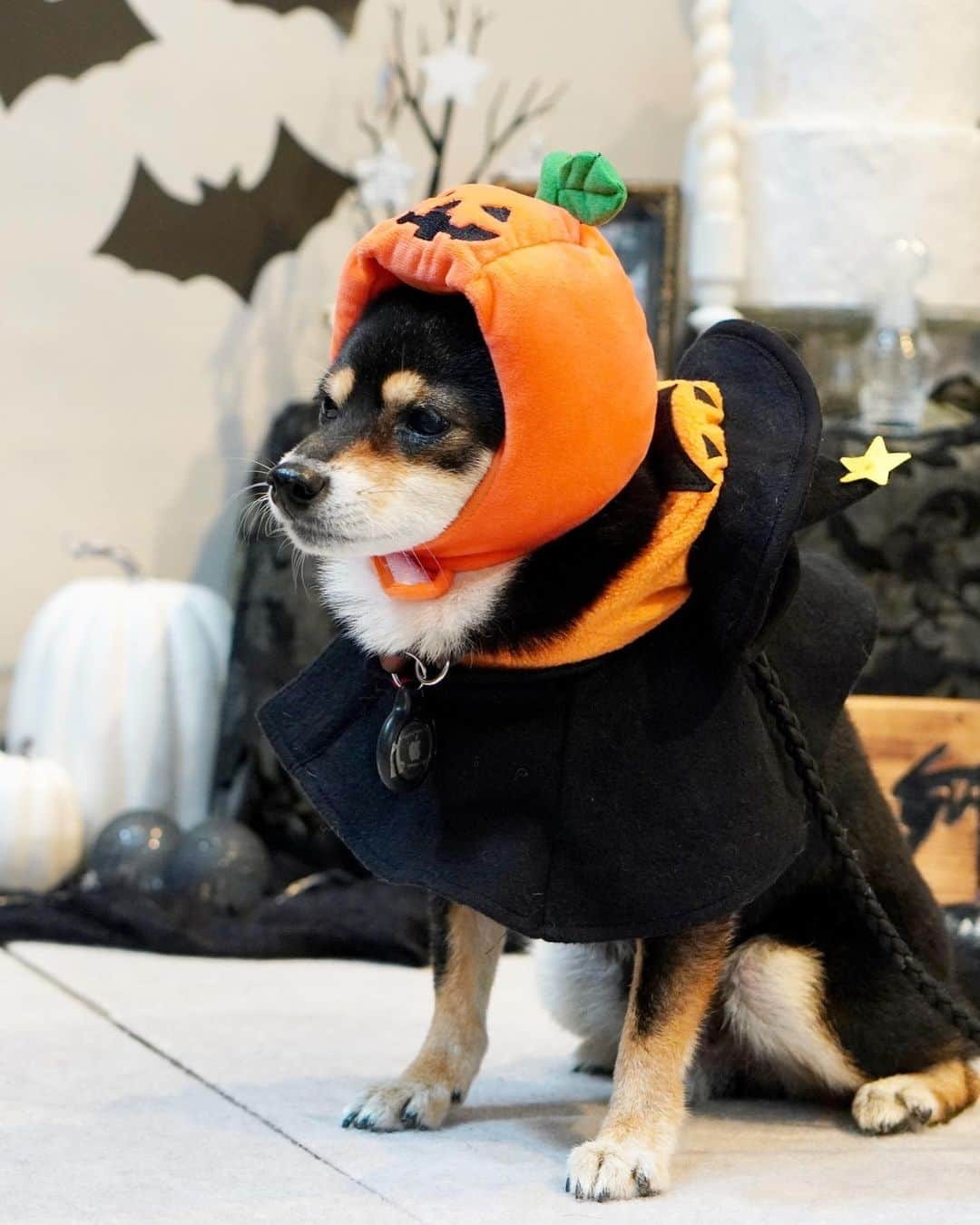 黒豆柴こむぎさんのインスタグラム写真 - (黒豆柴こむぎInstagram)「明日は、ハロウィンだね🧡Happy Halloween🎃👻😈ボクは、全然ハッピーそうじゃないけど🤣Trick or Treat！頑張って苦手な被り物を被ったので、ウマウマいっぱい貰わなきゃ🍖😆2023.10.30  ⭐･*･✩･*･⭐･*･✩･*･⭐･*･✩･*･⭐ ボクのLINE公式アカウントが出来たよ。 ボクとお友だちになって、以下の メッセージを送ってみてね。お返事するよ😘 「こむぎくん」「おはよう」「こんにちは」 「おやすみ」「おしくらまんじゅう」 「変顔して」「こんばんは」「ただいま」 「遊ぼう」「本性見せて」  https://lin.ee/qCJvtxa ハイライト、プロフィールからも飛べます❣️ ⭐･*･✩･*･⭐･*･✩･*･⭐･*･✩･*･⭐  #ハロウィンコスプレ #happyhalloween #黒豆柴こむぎ #黒豆柴 #豆柴 #黒柴 #柴犬 #柴 #まめしば #しばいぬ #しば #mameshiba #kuroshiba #shibainu #shiba #shibalove #shibalovers #shibastagram #shiba_snap #shibasofinstagram #ふわもこ部 #pecoいぬ部 #いぬら部 #proudshibas #thedailyshibainu #ここ柴部 #いぬのきもち #todayswanko #9gagpets #柴スケッチ」10月30日 21時45分 - komugi_1207