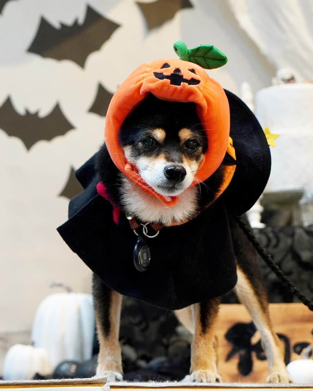 黒豆柴こむぎさんのインスタグラム写真 - (黒豆柴こむぎInstagram)「明日は、ハロウィンだね🧡Happy Halloween🎃👻😈ボクは、全然ハッピーそうじゃないけど🤣Trick or Treat！頑張って苦手な被り物を被ったので、ウマウマいっぱい貰わなきゃ🍖😆2023.10.30  ⭐･*･✩･*･⭐･*･✩･*･⭐･*･✩･*･⭐ ボクのLINE公式アカウントが出来たよ。 ボクとお友だちになって、以下の メッセージを送ってみてね。お返事するよ😘 「こむぎくん」「おはよう」「こんにちは」 「おやすみ」「おしくらまんじゅう」 「変顔して」「こんばんは」「ただいま」 「遊ぼう」「本性見せて」  https://lin.ee/qCJvtxa ハイライト、プロフィールからも飛べます❣️ ⭐･*･✩･*･⭐･*･✩･*･⭐･*･✩･*･⭐  #ハロウィンコスプレ #happyhalloween #黒豆柴こむぎ #黒豆柴 #豆柴 #黒柴 #柴犬 #柴 #まめしば #しばいぬ #しば #mameshiba #kuroshiba #shibainu #shiba #shibalove #shibalovers #shibastagram #shiba_snap #shibasofinstagram #ふわもこ部 #pecoいぬ部 #いぬら部 #proudshibas #thedailyshibainu #ここ柴部 #いぬのきもち #todayswanko #9gagpets #柴スケッチ」10月30日 21時45分 - komugi_1207