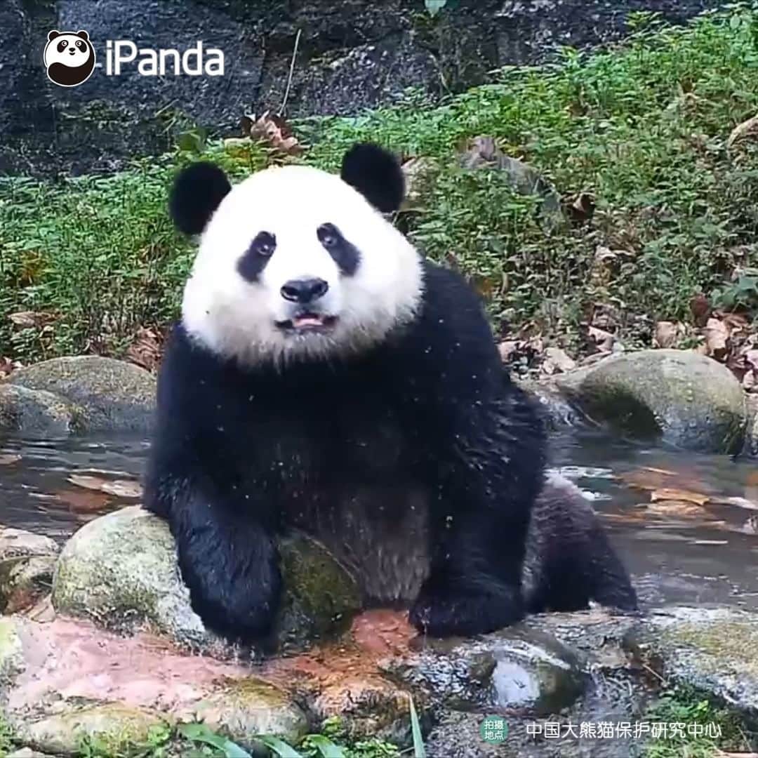 iPandaのインスタグラム