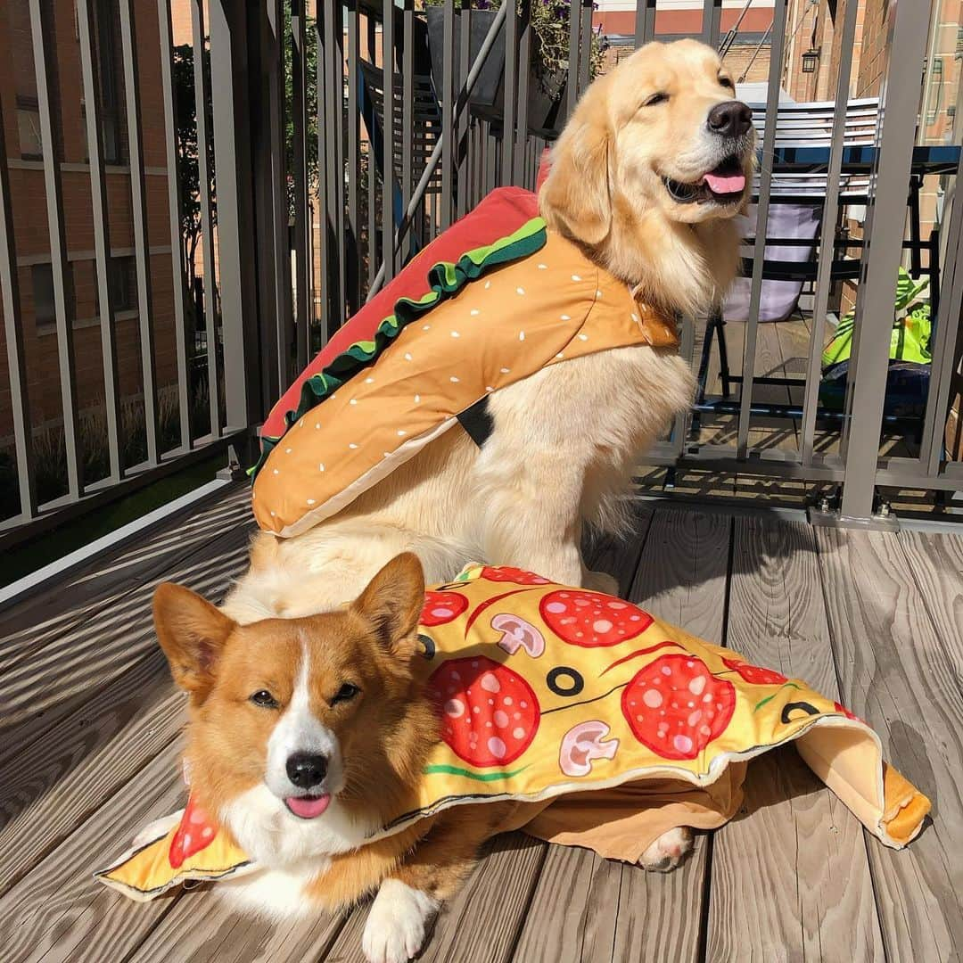 8crapさんのインスタグラム写真 - (8crapInstagram)「#9GAGHalloween Rate these pizza and hotdog 🍕🌭💯 - #️⃣ Hashtag #9GAGHalloween on your dog’s Halloween photos/videos and we will feature our favorites on @9GAG and @Barked! - 📷 @maui_thegoldenpup - #barked #9GAG #Halloween #Halloween2023 #dog #doggo #GoldenRetriever #Corgi」10月30日 22時30分 - barked