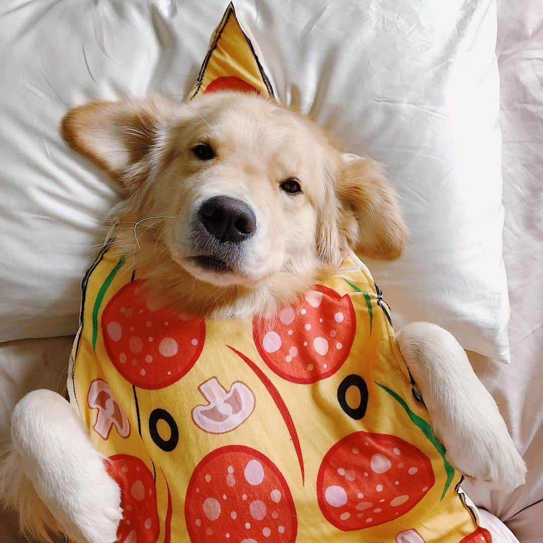 8crapさんのインスタグラム写真 - (8crapInstagram)「#9GAGHalloween Rate these pizza and hotdog 🍕🌭💯 - #️⃣ Hashtag #9GAGHalloween on your dog’s Halloween photos/videos and we will feature our favorites on @9GAG and @Barked! - 📷 @maui_thegoldenpup - #barked #9GAG #Halloween #Halloween2023 #dog #doggo #GoldenRetriever #Corgi」10月30日 22時30分 - barked