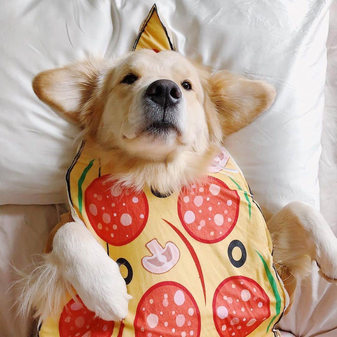 8crapさんのインスタグラム写真 - (8crapInstagram)「#9GAGHalloween Rate these pizza and hotdog 🍕🌭💯 - #️⃣ Hashtag #9GAGHalloween on your dog’s Halloween photos/videos and we will feature our favorites on @9GAG and @Barked! - 📷 @maui_thegoldenpup - #barked #9GAG #Halloween #Halloween2023 #dog #doggo #GoldenRetriever #Corgi」10月30日 22時30分 - barked