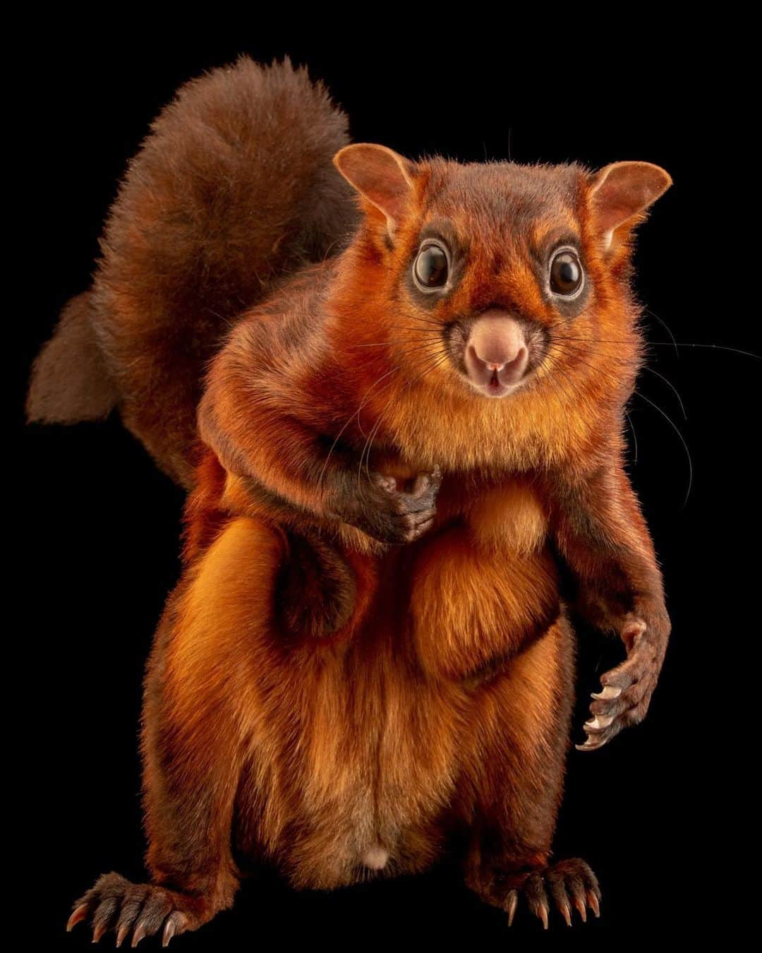 Joel Sartoreさんのインスタグラム写真 - (Joel SartoreInstagram)「Membranes like those found in bats and flying frogs extend from the giant red flying squirrel’s wrists to its hind legs. In the wild, it can leap off the highest branches of a tree and glide for nearly 500 feet, relaxing and tensing the membrane muscles to steer. Photo taken in Jakarta, Indonesia.   #squirrel #animal #wildlife #photography #animalphotography #wildlifephotography #studioportrait #PhotoArk @insidenatgeo」10月30日 22時31分 - joelsartore