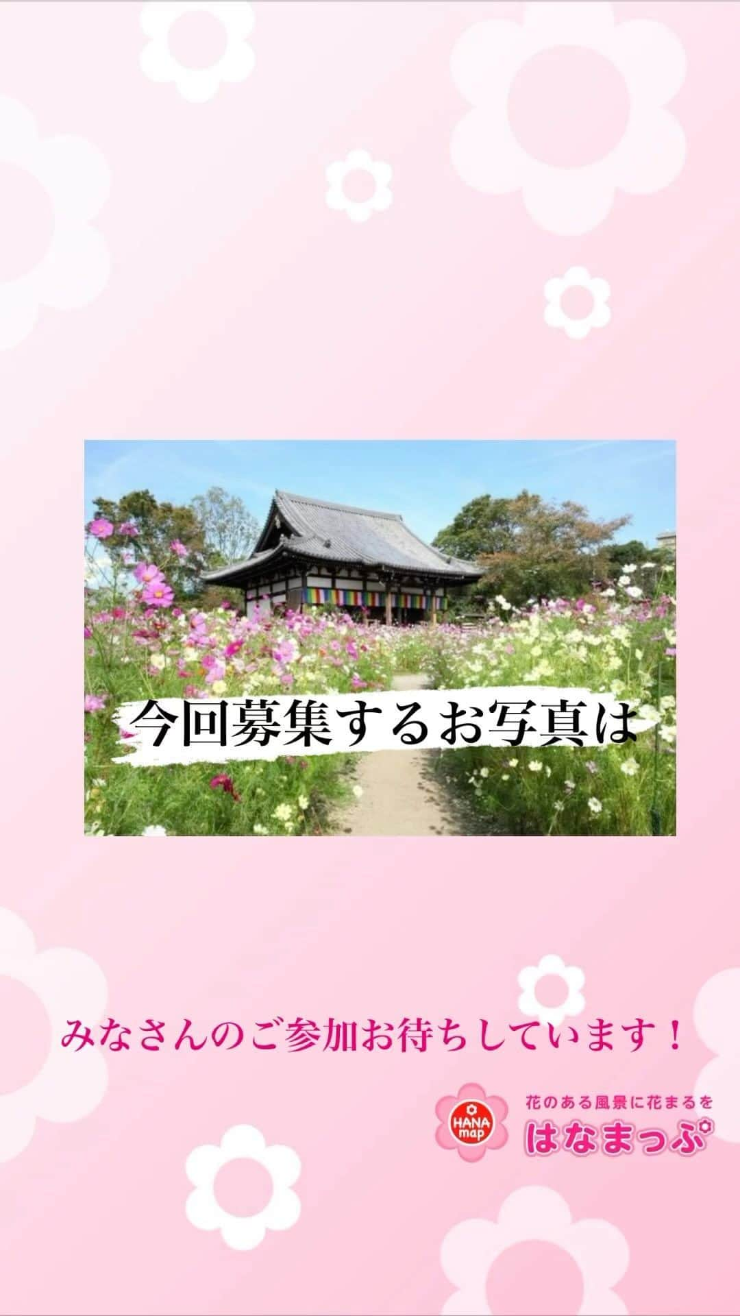 はなまっぷ❁日本の花風景のインスタグラム：「🌸はなまっぷ本5🌸 エントリー開始と桜の名所アンケートのお知らせ  いつも素敵なお花をありがとうございます🌸 おかげさまで好評の、はなまっぷ本、 来春にむけて5冊目を製作することとなりました。  お写真を募集するにあたり、見落とし無くお写真を拝見させていただけるよう、今回も一般募集に先立ち、事前に「エントリー制」をもうけます。  応募資格や定員等はございません。 インスタIDをご登録いただければ、ギャラリーを拝見して選考させていただきます。 ご登録いただいた方全員必ず拝見させていただきます。  🌸はなまっぷが選ぶ　桜の名所🌸 今回はエントリーを希望しない方もご参加いただける、みなさんと選ぶ桜の名所も企画しています。ぜひご協力いただければ大変嬉しいです。  エントリー、アンケートは　@hanamap のプロフィール欄のリンク、ハイライトより ⚠️【締め切り　11/12(日)】⚠️  掲載候補の方には、11月中旬より12月末までに順次ご連絡させていただきます。  今回もたくさんのご応募、お待ちしています。  #はなまっぷ」