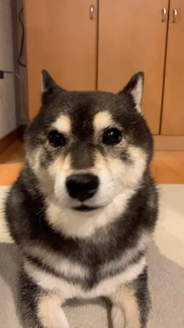 吾子のインスタグラム：「・ ・ 耳ぴーん🐶のほっそりあこわん❤️ ・ ・ トースト🍞焼けたよ✨ ・ 良い匂い🐶❤️ ・ ・ ・ ・ ・  2024 Acoshiba calendar on sale! It's a good deal because the yen is cheap! Please go to the sales page from the link in the profile.  ・ #パン大好き🐶❤️ #焼いてたら必ず近くへ🐶 #sapporo  ・ 北海道の柴犬 #柴北会 の皆ワン🐶涼しくなってきたね〜🐶✨ ・ #adorable #instadog#shibainu#dog#柴犬ライフ #instashiba#柴犬マニア #9gag #barked #kuroshiba#socute #cutedog#いぬのきもち #黒柴 #dogstagram_japan」