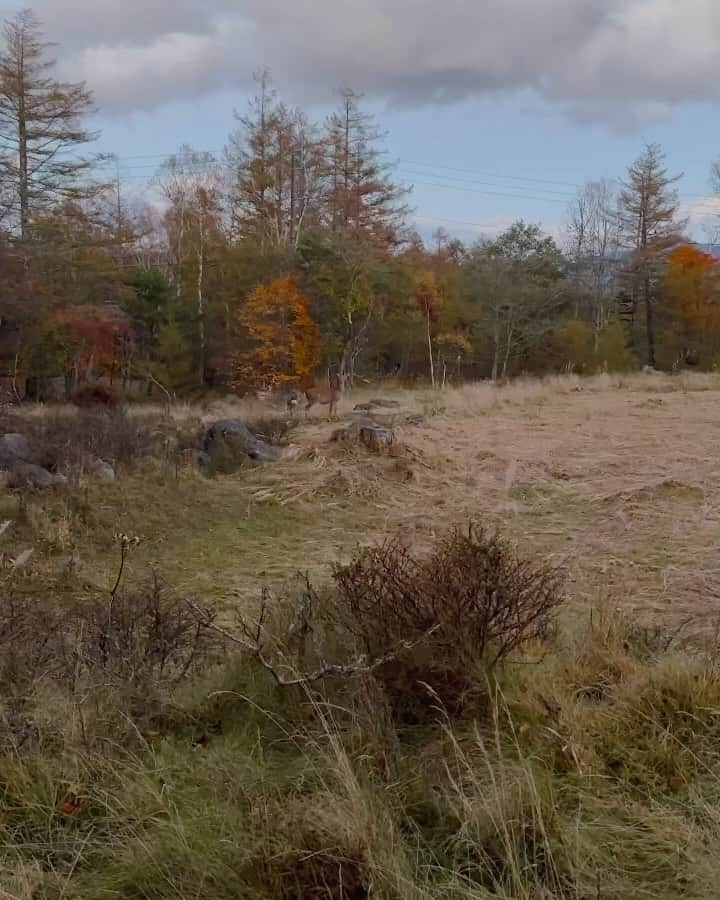 神田うののインスタグラム：「八ヶ岳高原では野生の鹿🦌の親子に出会えましたし、真理子さん💕のコンサートだけでなく、楽しく素敵な時間を過ごせました😊  ご同行して下さった絵美さん💕と千晶ちゃん親子💕には感謝です🥰 @emisugiyama530  @chiakiimaimerci   八ヶ岳高原ロッジで1泊した後は、絵美さん💕の叔父様💕でもあられる谷口吉生先生💕の建築物や、 安藤忠雄先生💕建築の『光の教会』などがある清春芸術村にも立ち寄りました😊 @kiyoharu.art.colony   みんな💕で珍道中でしたが🤣平和で安全、穏やかな12歳（娘💕）のお誕生日を迎えられた事、心より感謝です🥰  #娘のお誕生日#12歳#愛おしい我が子#お誕生日おめでとう#もう12歳#いつもありがとう#どっちがお母さんか分からない#立派に育ってくれてありがとう #愛してる#自分の命より大切な存在#生まれてきてくれて感謝#八ヶ岳高原#バースデープチ旅行#八ヶ岳#清春芸術村#神田うの#unokanda」