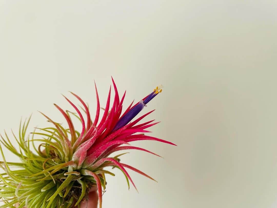 原沙知絵のインスタグラム：「きたぞー この先まだ花は咲きますか？ #イオナンタフエゴ #熱帯植物」