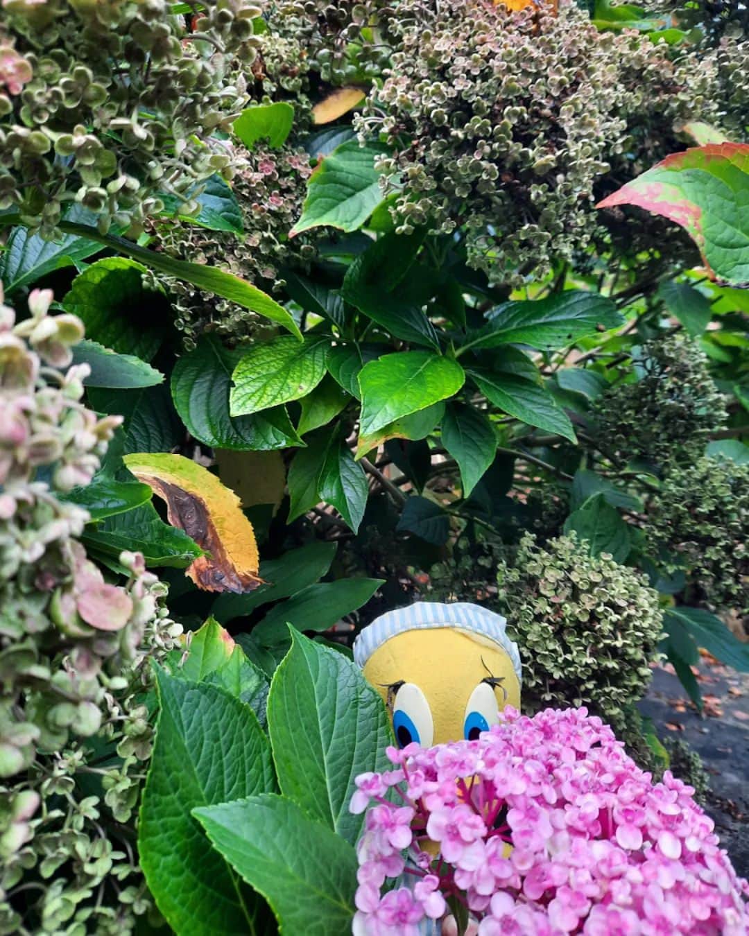 Little Yellow Birdのインスタグラム：「Thanks everyone for your well wishes!! I was feeling a lot better waking up this morning, until I realised: it's Monday!!! Arrgghhhh!!! #littleyellowbird #tweety #tweetykweelapis #adventures #yellow #bird #monday #mondaymood #mondayblues #mondayssuck #hiding #hidingfrommonday #hortensia #garden #october #fall #herfst #feelingabitbetter #stuffedanimalsofinstagram #plushiesofinstagram」