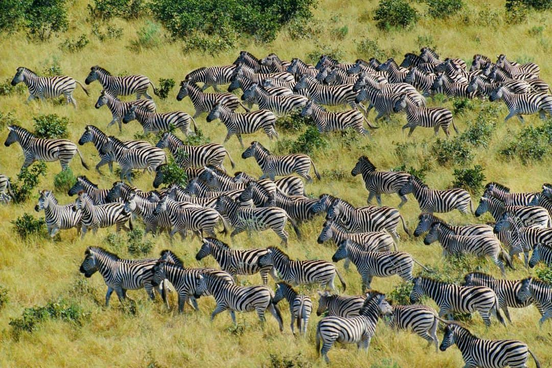 マンサー ガブリエルさんのインスタグラム写真 - (マンサー ガブリエルInstagram)「Inspired by ‘Zebras Migrating’ 🦓 Photographed by Frans Lanting in Chobe National Park, Botswana」10月30日 22時59分 - mansurgavriel